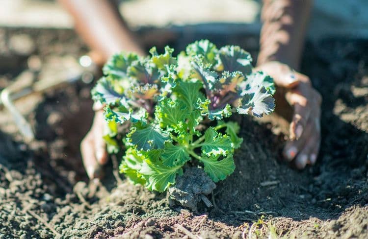 Comment avoir du chou kale dans son potager ?