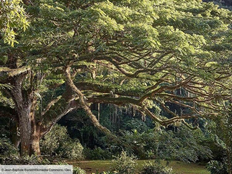 Immersion dans l’habitation Céron, un jardin exceptionnel et caché de Martinique