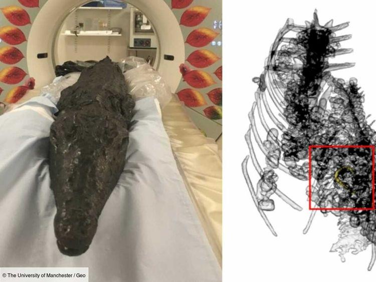 L'estomac intact d'un crocodile momifié il y a des millénaires dévoile la cause de sa mort