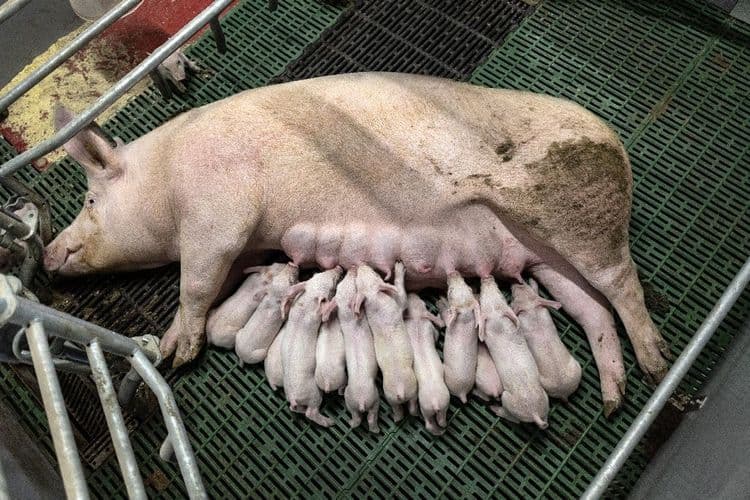 En Bretagne, la filière porcine met en avant des agrandissements "nécessaires" mais "exemplaires"