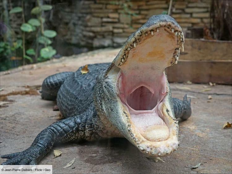 Dans les Everglades, un crocodile et un alligator en pleine bataille pour un bain de soleil