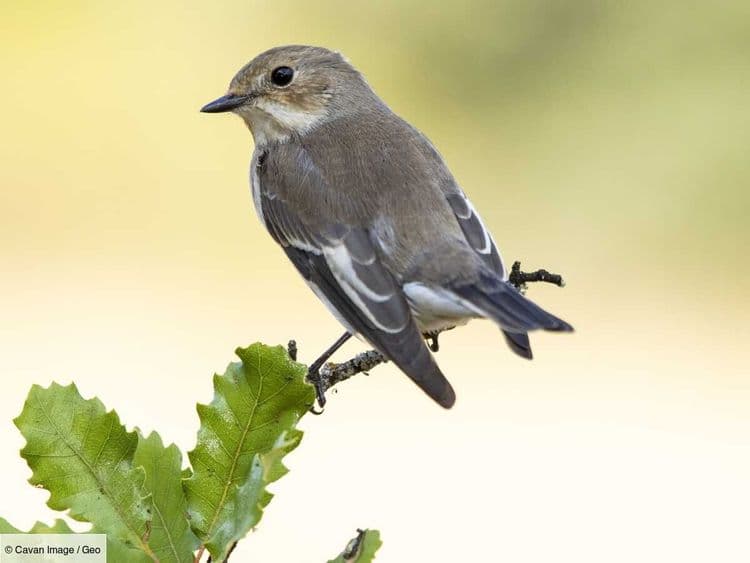 Un trafic de plusieurs milliers d'oiseaux protégés démantelé en France