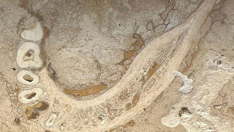 Votre carrelage en travertin pourrait contenir des fossiles humains
