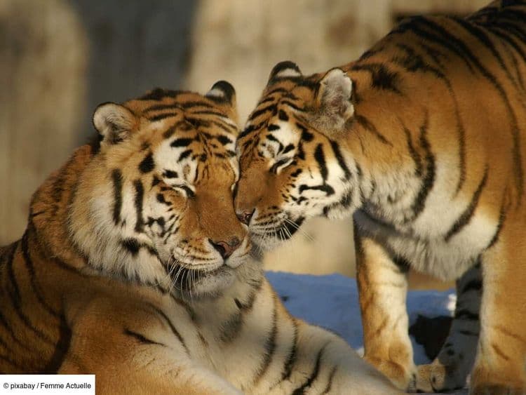 Un tigre amoureux parcourt près de 200 km pour retrouver sa moitié
