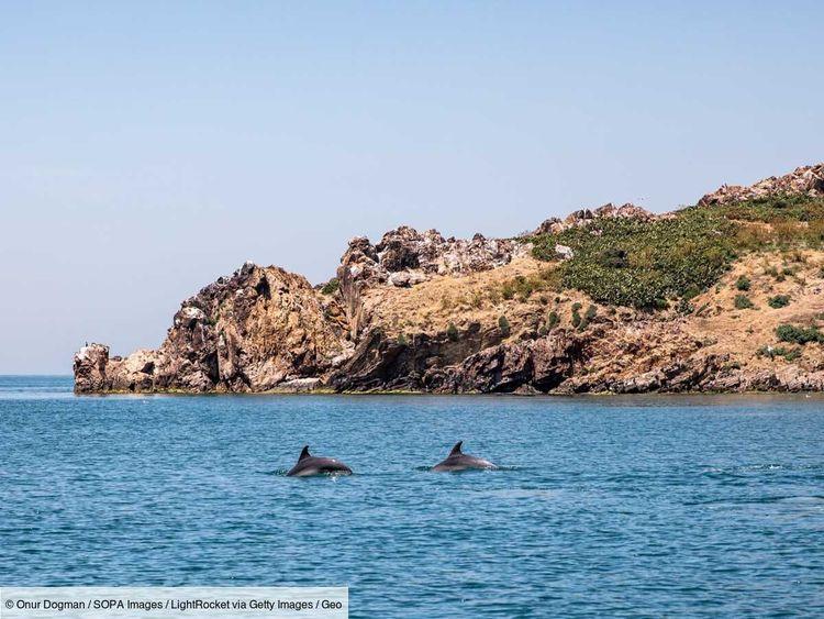 Au cœur d'Istanbul, le passage des dauphins émerveille habitants et touristes