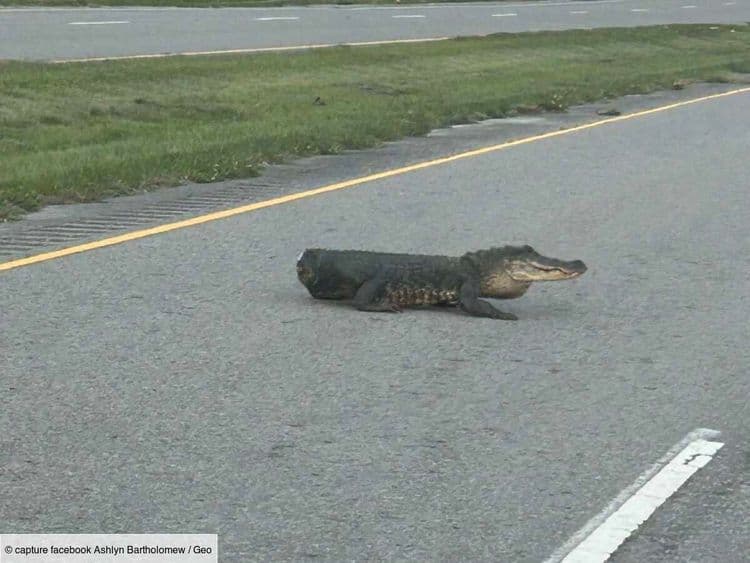 Un "demi-alligator" traverse une route en Louisiane et affole les réseaux sociaux