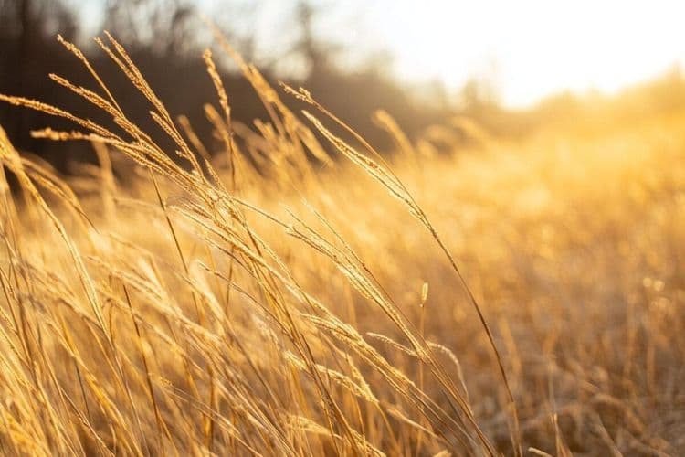 Végétation jaunie : quelles sont les raisons derrière la couleur dorée de nos espaces verts ?