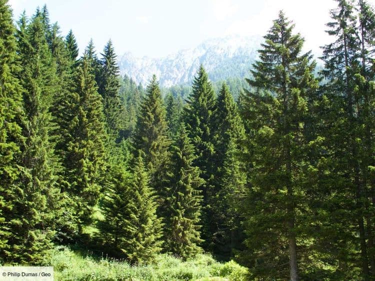Face à la sécheresse, la Suisse brumise la plus grande forêt de pins des Alpes