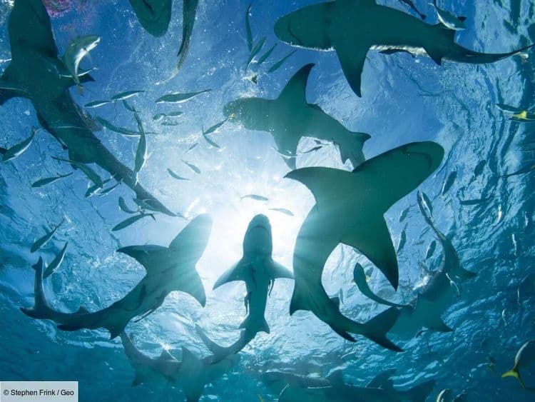 Cette curieuse pratique chez les requins interroge les scientifiques