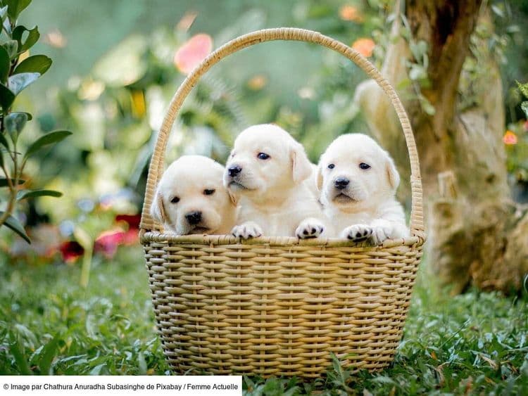 Voici les 20 noms de chiens les plus donnés en 2024