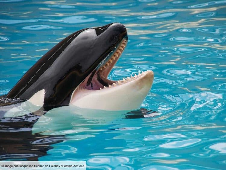La vidéo poignante des orques et dauphins coincés dans les bassins abandonnés, cinq mois après la fermeture de Marineland à Antibes