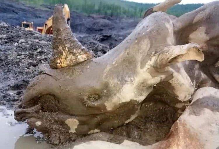 Une momie de rhinocéros laineux exceptionnellement conservée découverte en Sibérie
