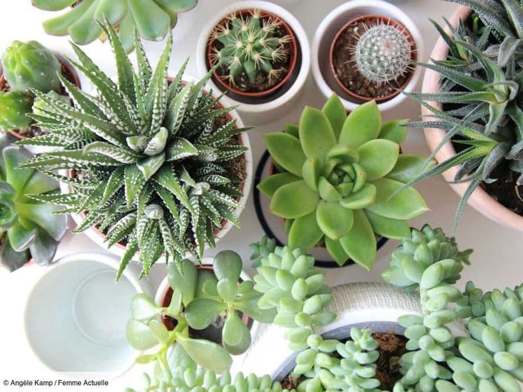 Vous avez rempoté des plantes ? Voici ce que vous pouvez faire de la terre au lieu de la jeter