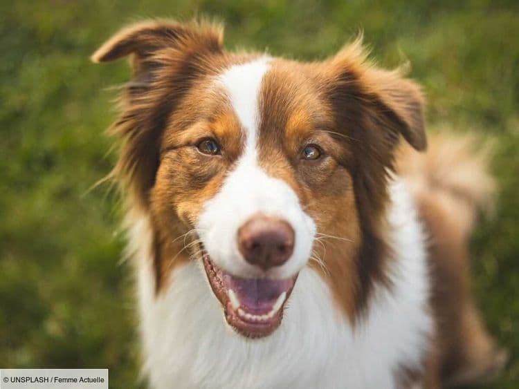 Les adeptes de ce challenge très populaire sur les réseaux le font désormais avec leur chien, les vétérinaires tirent la sonnette d’alarme