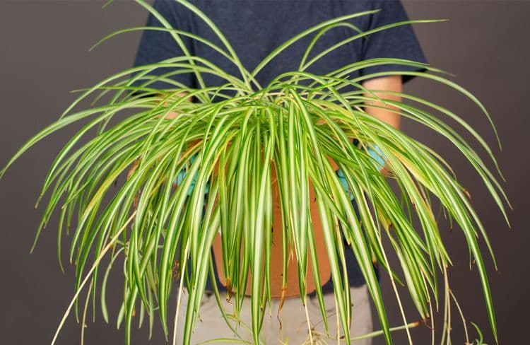 Comment prendre soin d’un Chlorophytum ?
