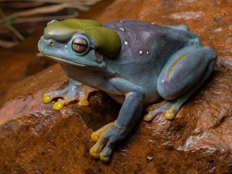 Avec sa couleur magnifique, cette grenouille mutée fascine les scientifiques