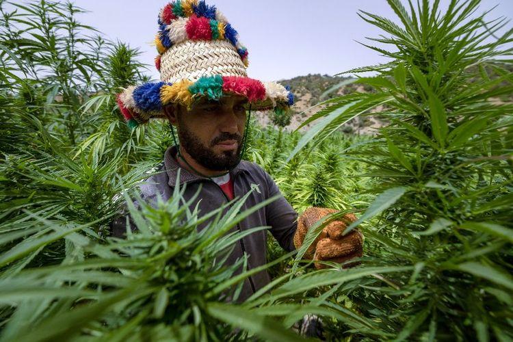 Au Maroc, des cultivateurs de cannabis sortent de la clandestinité