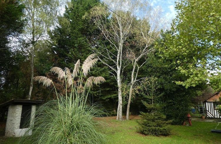 Rappel : posséder cette plante est passible de 150 000 euros d'amende