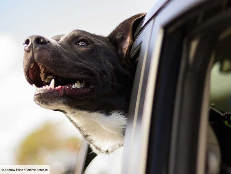 Faut-il attacher son chien en voiture ?