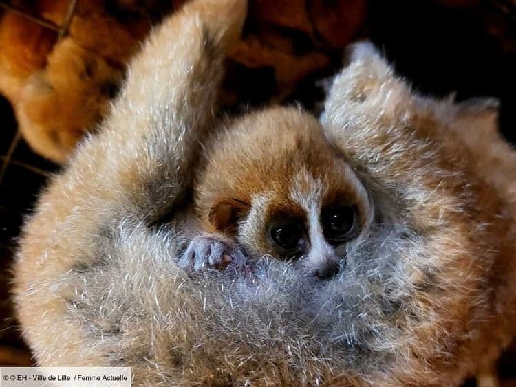 Deux bébés de cette espèce très protégée sont nés au zoo de Lille et ils vont vous faire craquer !