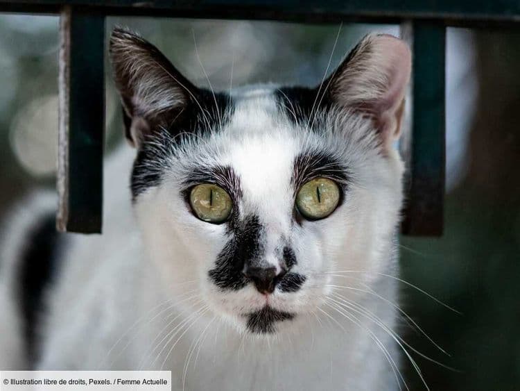 “Narcochat” : un chat attrapé en pleine livraison de drogue près d’une prison