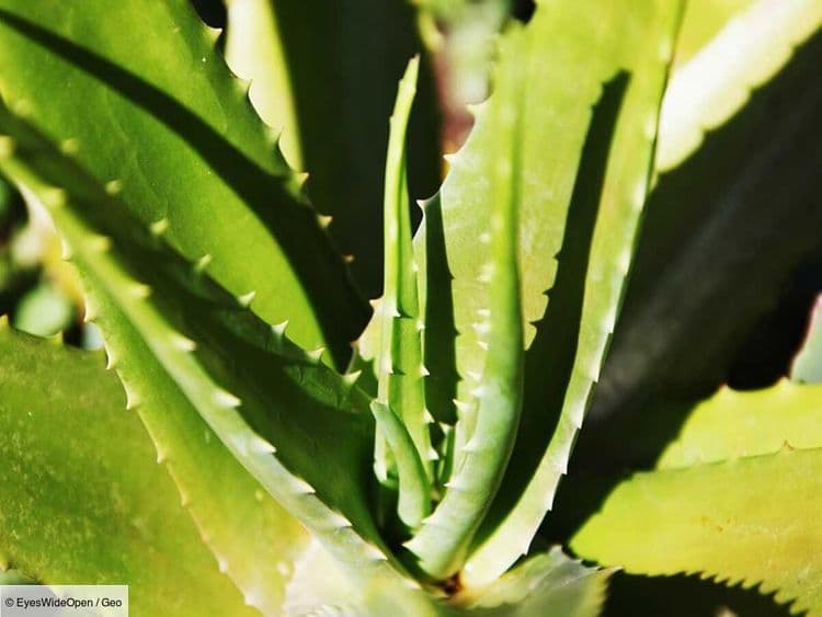 Face au changement climatique, un vigneron de l'Aude s'est tourné vers l’aloe vera