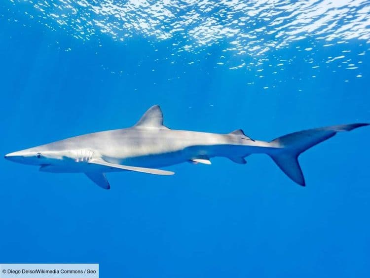 Un requin à peau bleue a été aperçu près de la plage du Grau-du-Roi, les vacanciers invités au calme