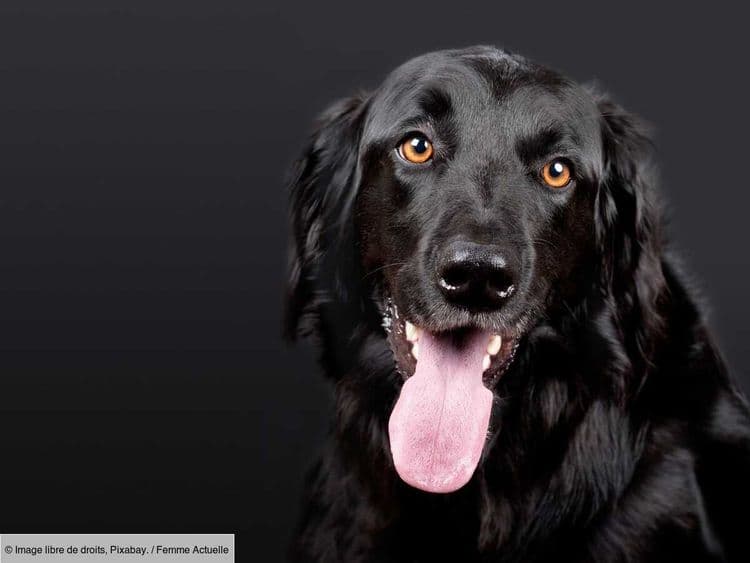 Coup de chaleur chez le chien : les signes qui doivent vous alerter