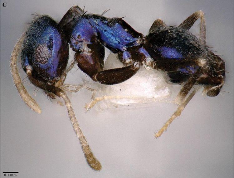 Cette nouvelle espèce de fourmi est… bleue !