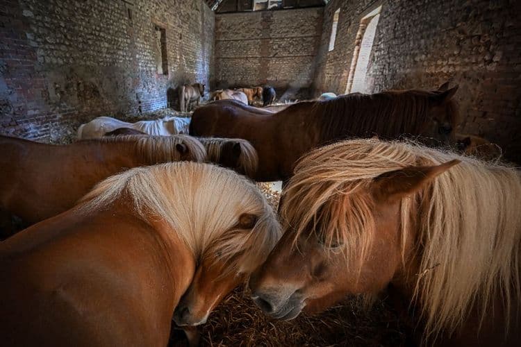 D'âne du pauvre à compagnon des enfants, comment le poney a "sauvé l'équitation"