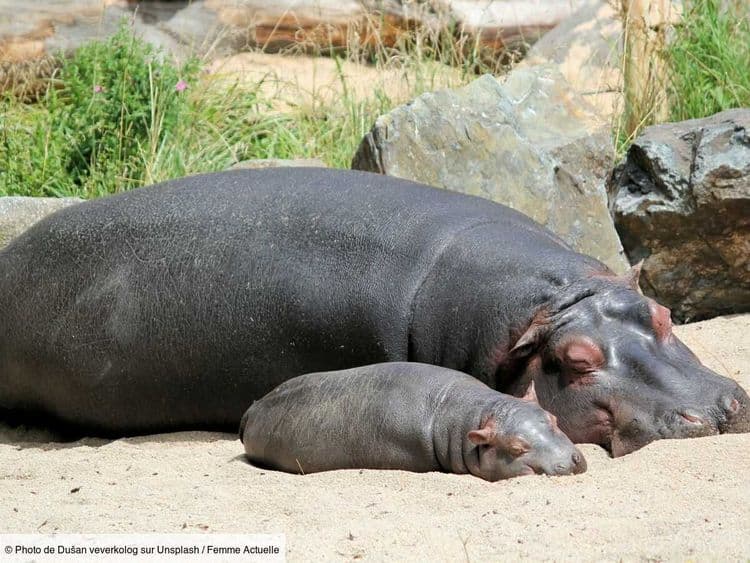 Le bébé hippopotame Moo Deng, star des réseaux sociaux, régulièrement agressée dans son zoo