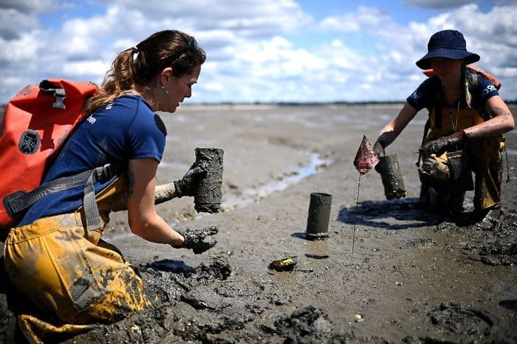 Sur le bassin d'Arcachon, la délicate préservation d'une plante "refuge de la biodiversité"