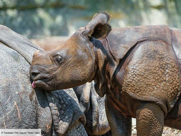 Un nouveau rhinocéros de Java identifié, une bonne nouvelle pour ce mammifère parmi les plus menacés au monde