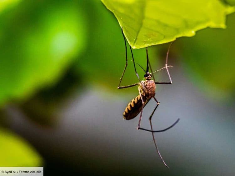 Vous n’aimez pas la citronnelle ? Cette plante est elle aussi très efficace pour éloigner les moustiques