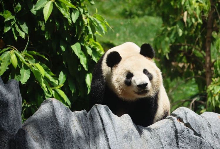 La Californie accueille ses "pandassadeurs" chinois en grande pompe