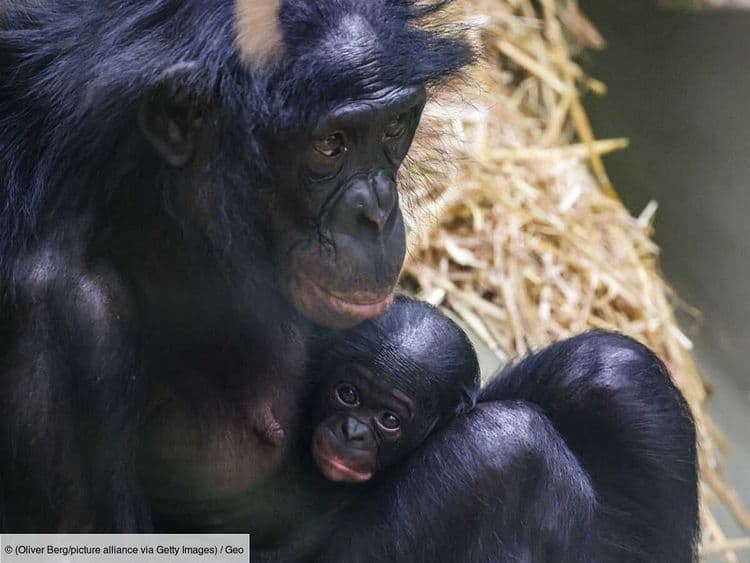 Les bonobos sont optimistes quand ils entendent un rire