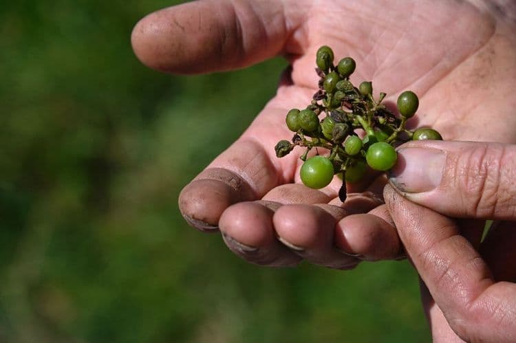 Dans le vignoble bordelais, pluies record, mildiou précoce et moral au plus bas