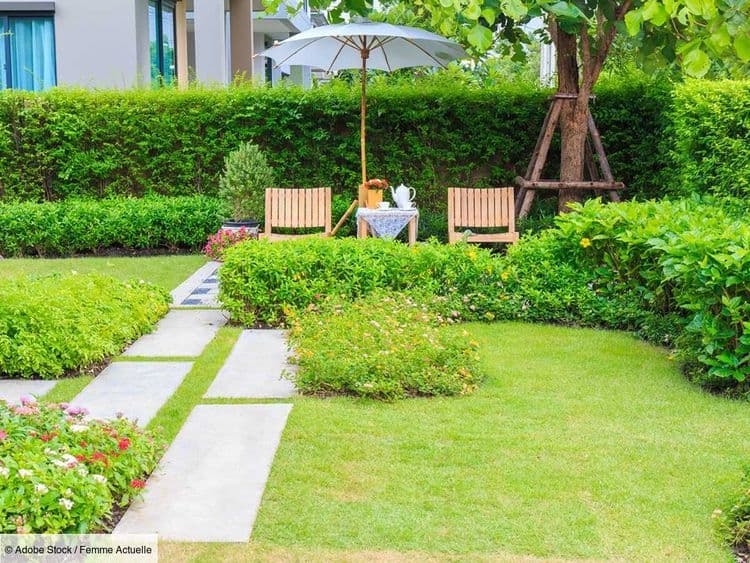 Une pelouse zéro entretien ! 4 plantes qui remplacent le gazon à la perfection