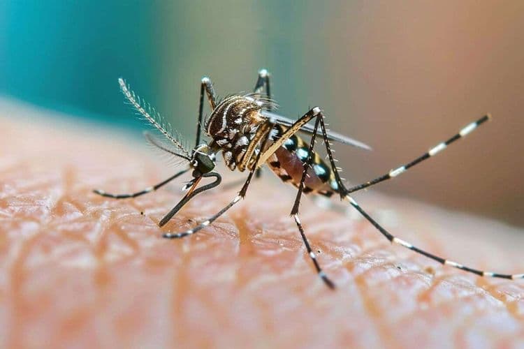 Un gadget anti-moustiques élimine ces insectes à l’aide de lasers guidés par LiDAR sur 6 mètres