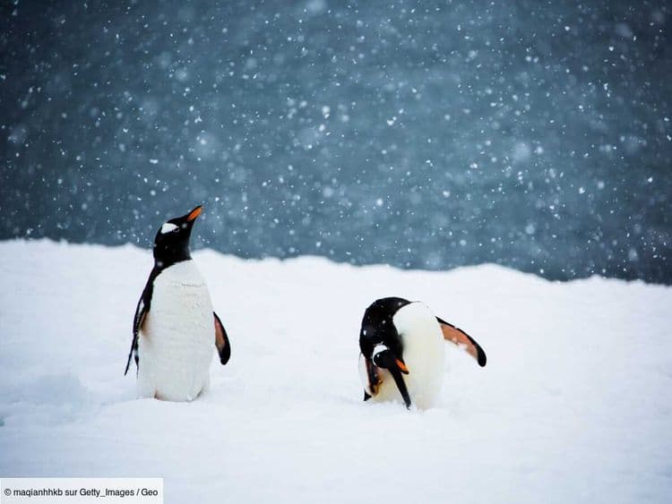 Comment l'Antarctique a-t-il pu gagner de la glace malgré le réchauffement?