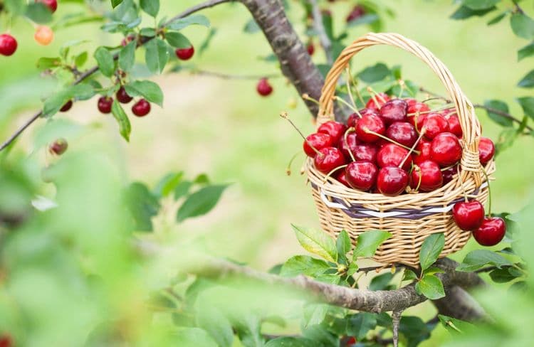 Planter un cerisier pour récolter de belles cerises