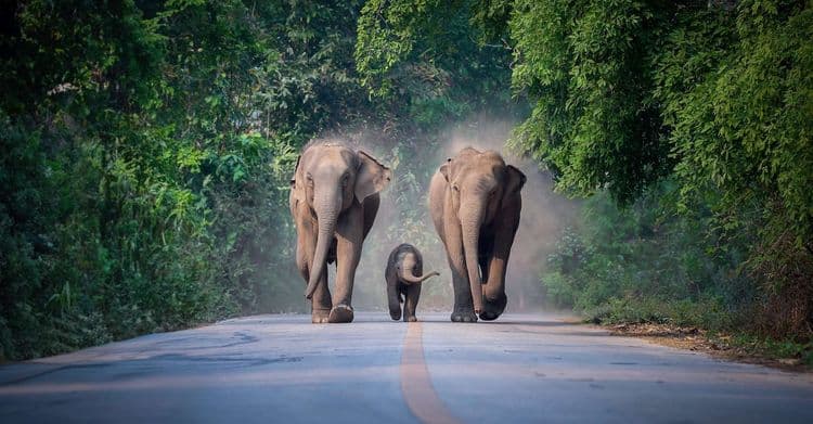 Les éléphants d’Asie ne font pas que pleurer les morts, ils les enterrent aussi