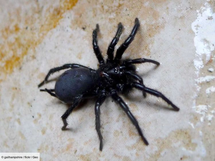 Araignée géante: une espèce invasive d'Europe découverte en Angleterre parmi des oliviers