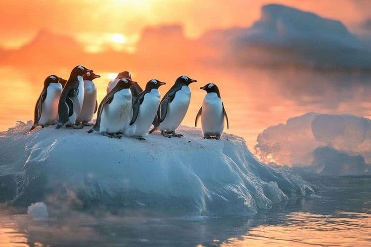 Grâce à leurs déjections, les manchots contribuent à freiner le réchauffement climatique