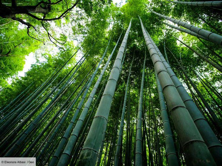 Des scientifiques créent un verre révolutionnaire à base de bambou pour sauver la planète
