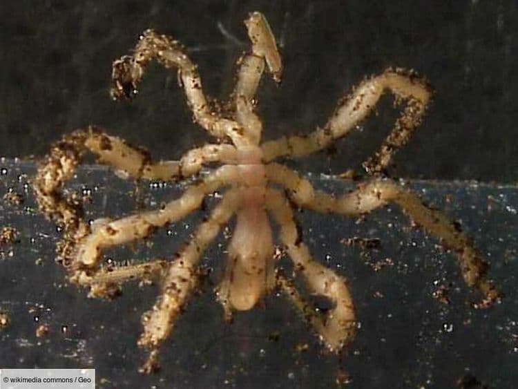 Dans les abysses, ces araignées de mer "broutent" les microbes qui poussent sur leur corps