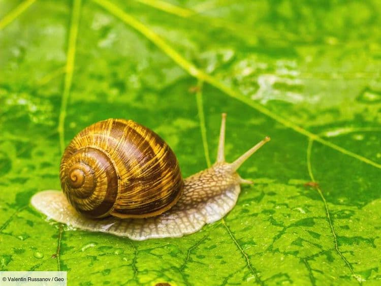 Cet escargot pond par le cou, une découverte clé pour sauver son espèce