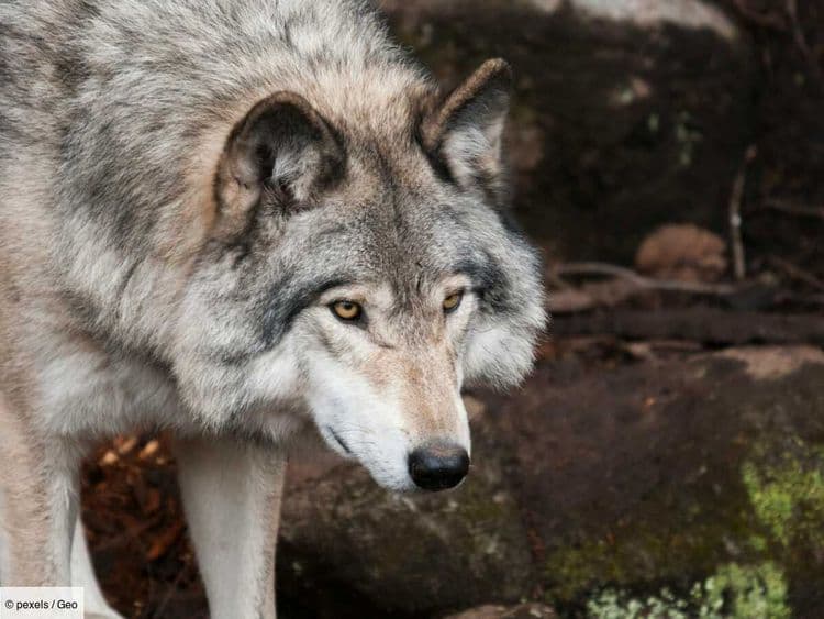 Les loups italiens échappés de l’extinction succombent désormais à l’empoisonnement (et ce sera de pire en pire)