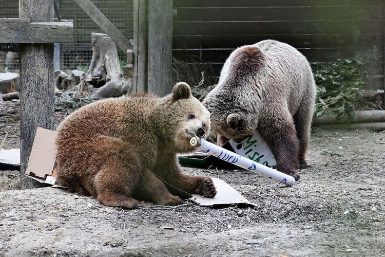 Royaume-Uni: deux ours s'échappent de leur enclos et se régalent d'une réserve de miel