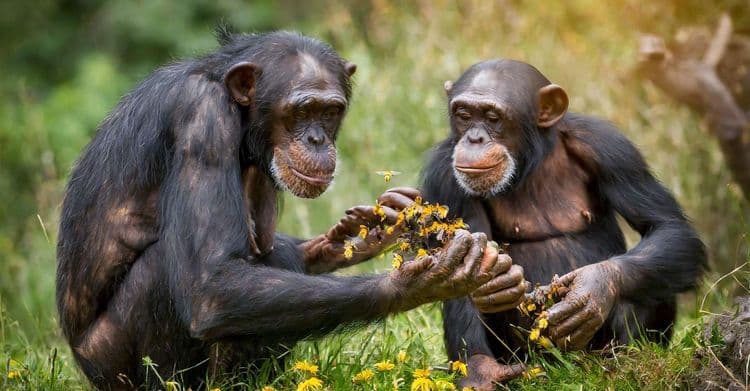 Les bourdons et les chimpanzés sont de petits génies, voici pourquoi